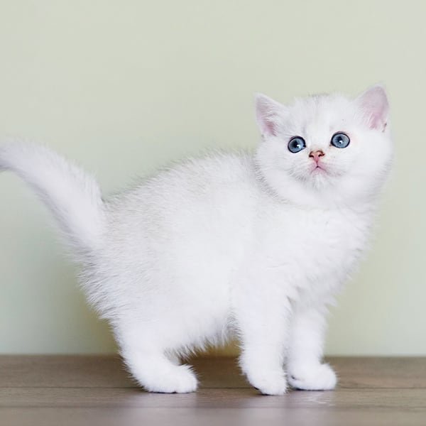 Top Tips for Buying a British Shorthair Kitten in the U.S.