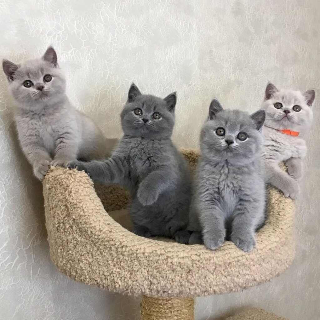 British Shorthairs for Sale: Discover Why Everyone Wants One!