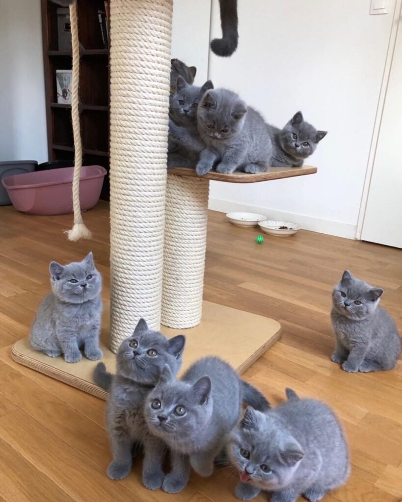 7 Tips for Finding British Shorthair Kittens in the U.S.