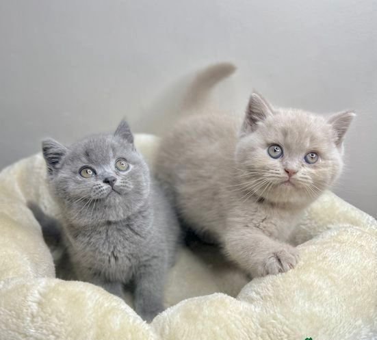 British Shorthair Kitten Care: 5 Essential Tips for New Owners