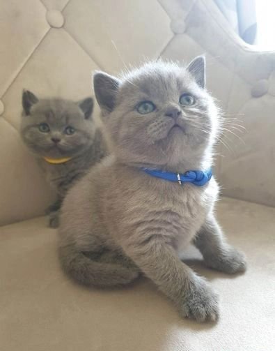 7 Adorable Traits of British Shorthair Kittens You’ll Love