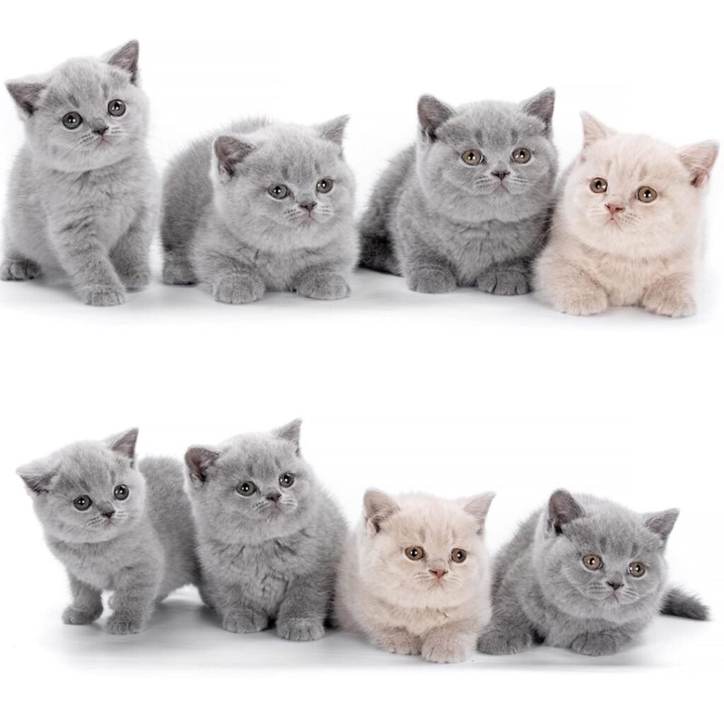 British Shorthair Cat: What to Know Before You Buy