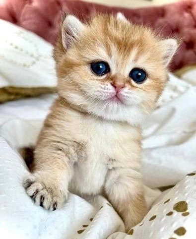 Complete Guide: Purchasing a British Shorthair Kitten Near Me