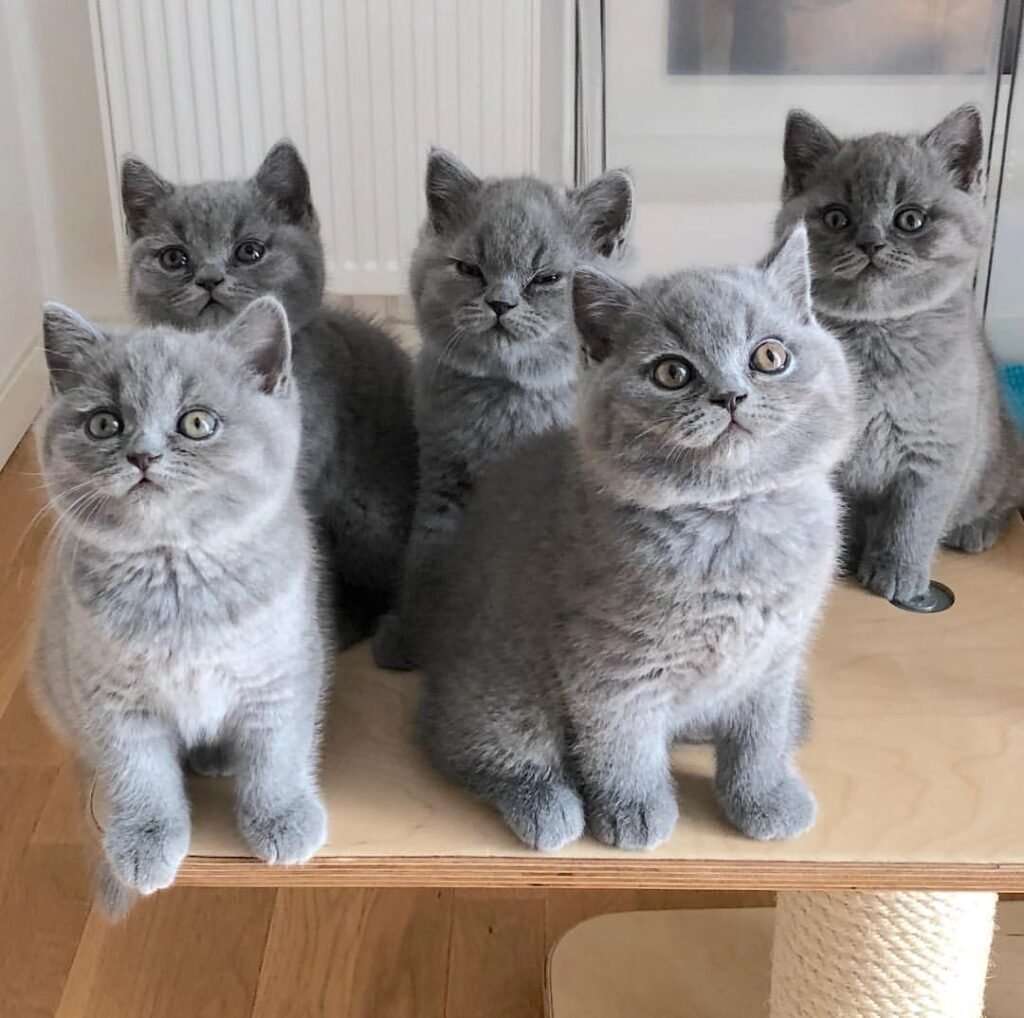 British Shorthair Cats: Understanding Costs and Finding Reputable Breeders in the US