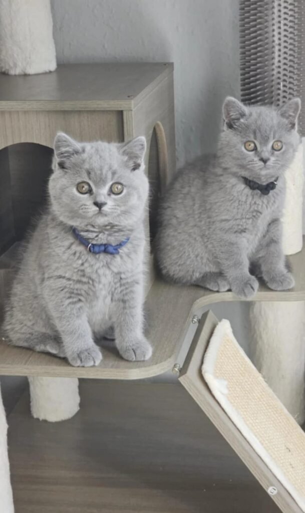 Exclusive Alert: Rare British Shorthair Kittens in Your Area!
