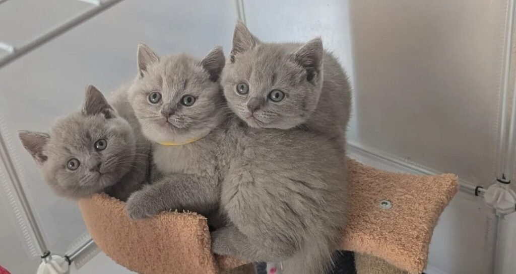 British Shorthair Price: Cost Comparison in Major US Cities