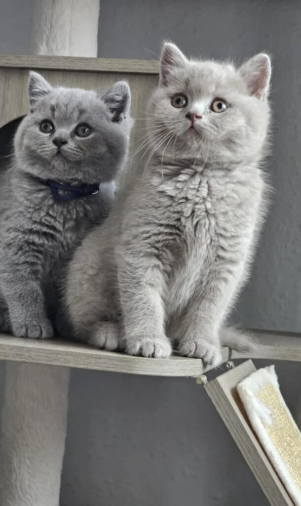 The Shocking Cost of Owning a British Shorthair Kitten Revealed!