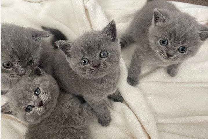 6 Fun Facts About British Shorthair Kittens You Didn’t Know