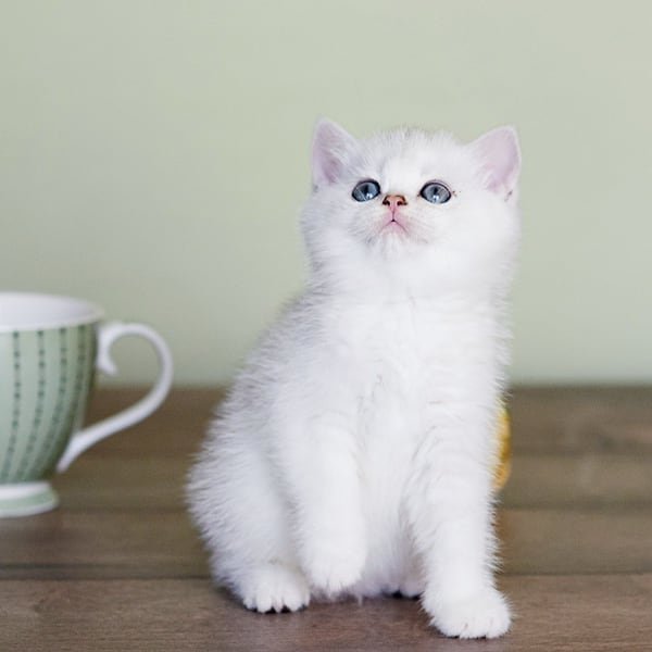 Why White British Shorthairs Make Ideal Pets for Americans