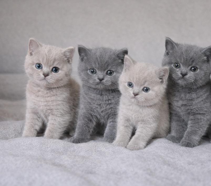 british shorthair kitten price