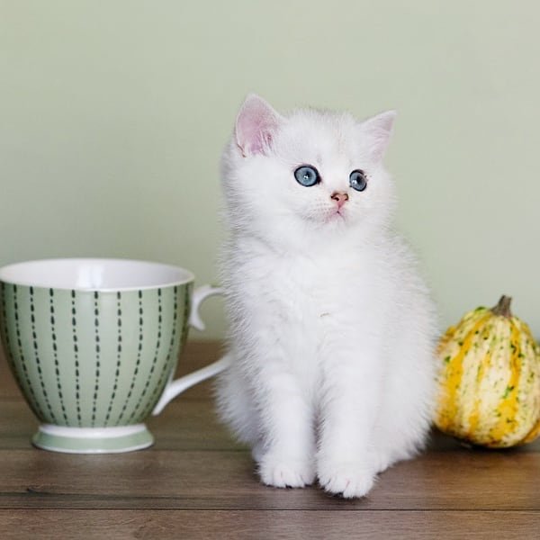 Top 5 Websites to Find White British Shorthair Kittens for Sale in the U.S.