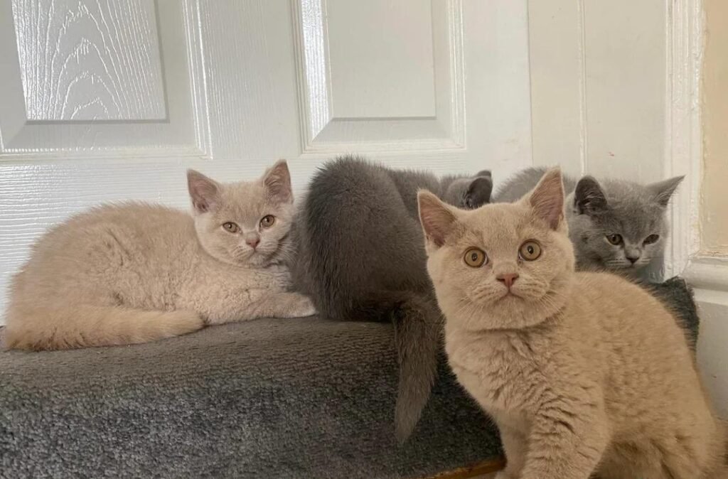 Last Chance! Adorable British Shorthair Kittens Available Locally!