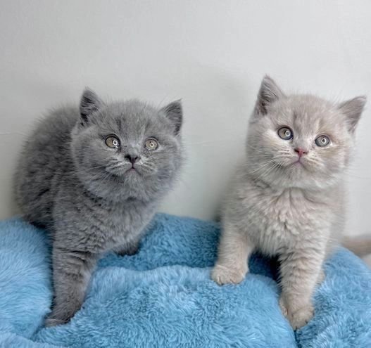British Shorthair Kittens: 7 Reasons Theyre Perfect for Families