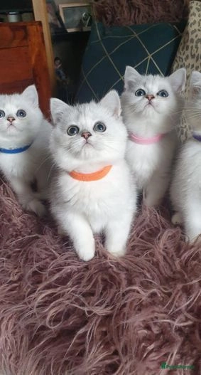 Meet the British Shorthair Kitten: America’s New Furry Obsession!