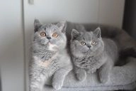 British Shorthair Cats: What to Know Before You Buy