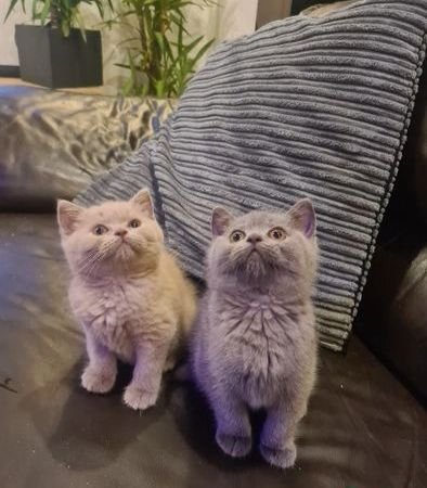 british shorthair kitten price