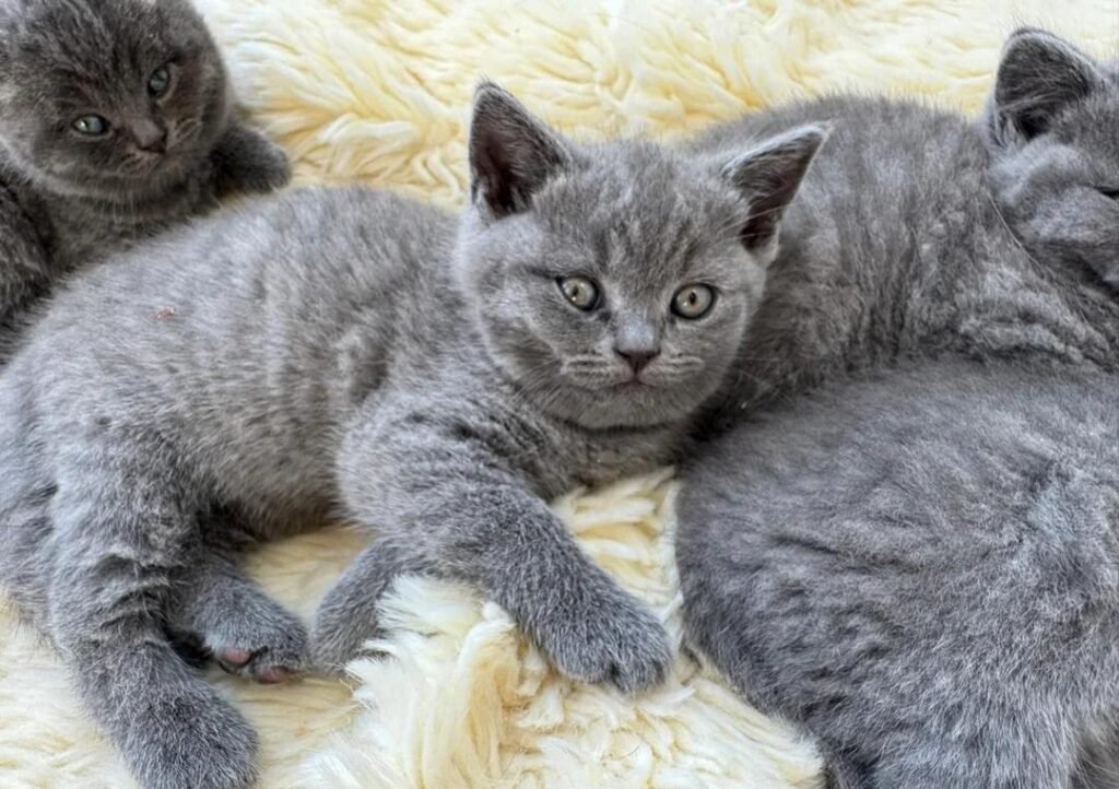 british shorthair cat for sale