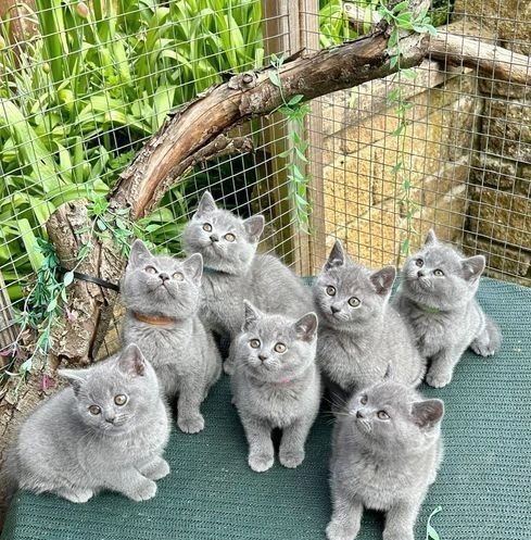 british shorthair kitten for sale