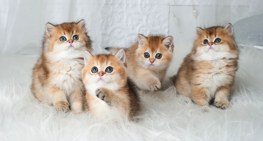 Top 5 Places to Find Golden British Shorthair Kittens in the USA