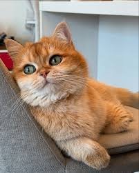 Why a Brown British Shorthair is Perfect for American