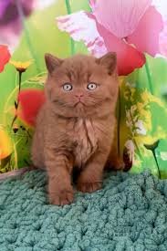 chocolate british shorthair