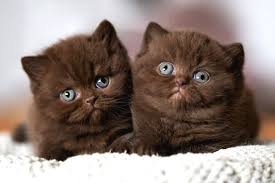 Adorable Chocolate British Shorthair Kitten: Your New Furry Family Member!