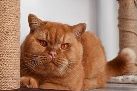 Top Traits of the Brown British Shorthair Cat Breed