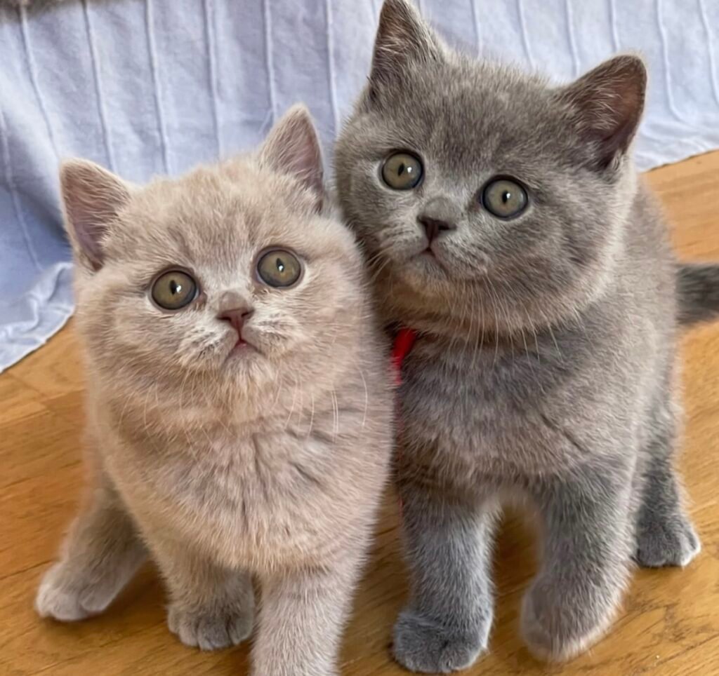 do british shorthairs shed a lot