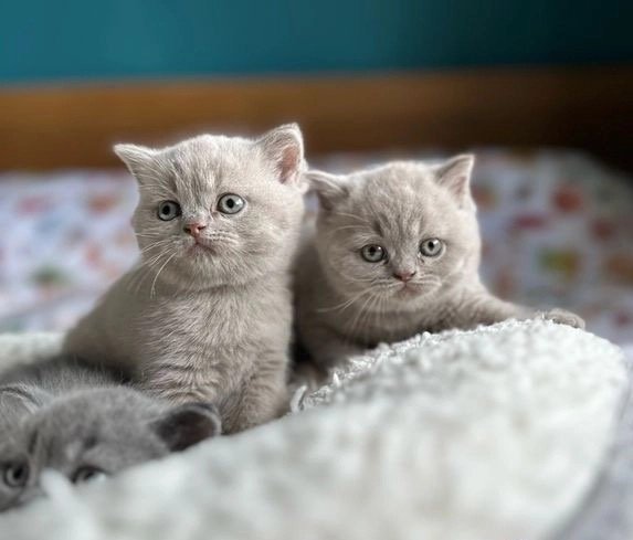 Top Tips for Buying British Shorthair Kittens in the UK