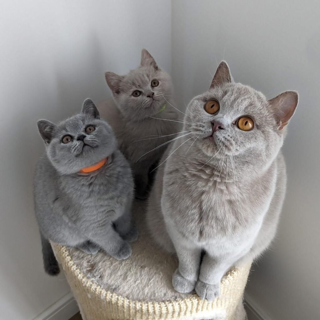 Discover the Charm of British Shorthair Orange Cats in Your Home!