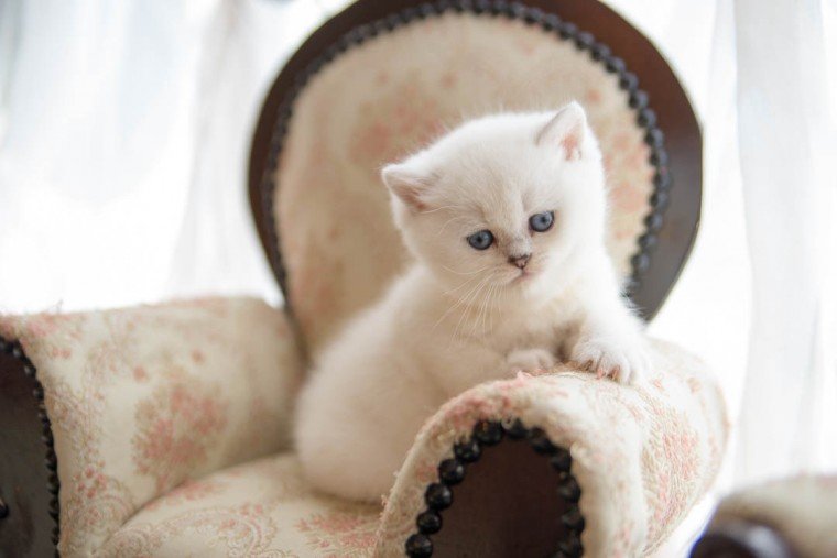 white british shorthair