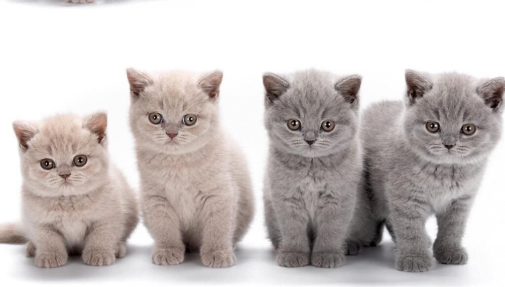 British Shorthairs: The Cuddly Cats Taking Over American Homes!