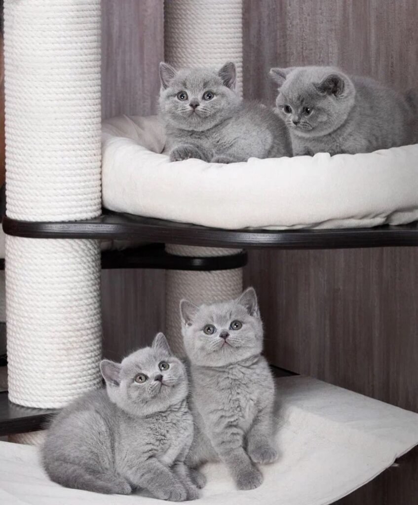 Adopting a British Shorthair: Top Tips for New Cat Owners