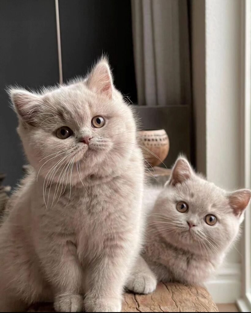 Unlock Joy with Fluffy British Shorthair Kittens Available Now!