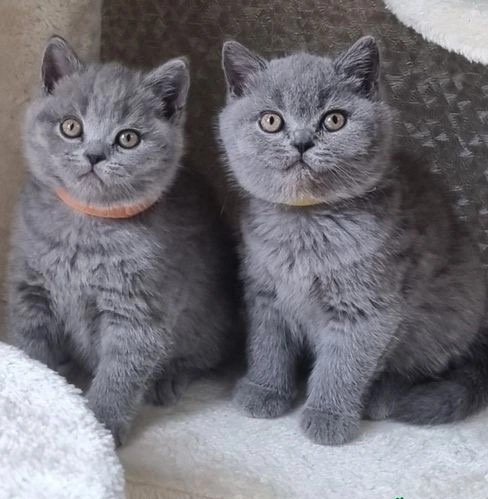 Why British Shorthairs Are the UKs Favourite Cat Breed
