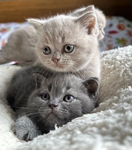 10 Reasons British Shorthairs Make the Best Family Pets