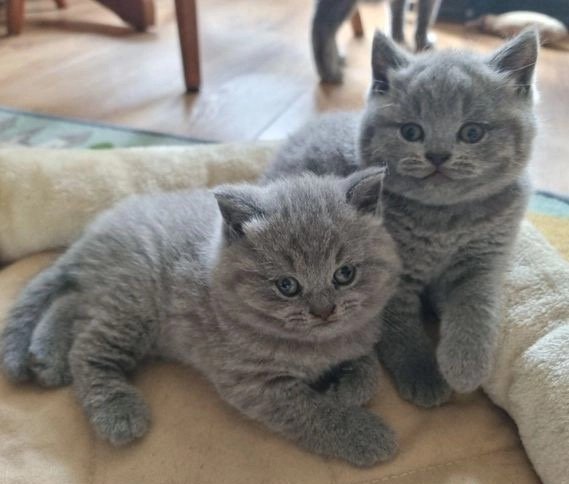 Famous British Shorthairs: Cats That Stole Our Hearts