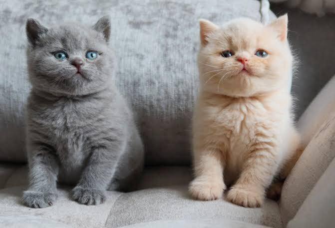 Is This Plush Kitty the Most Adorable Pet in America?