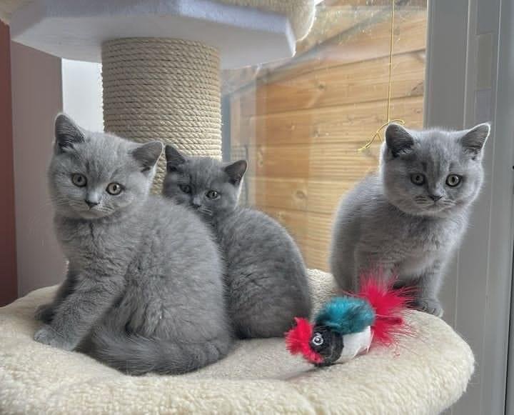 Discover the Cutest British Shorthair Kittens for Sale in the UK!