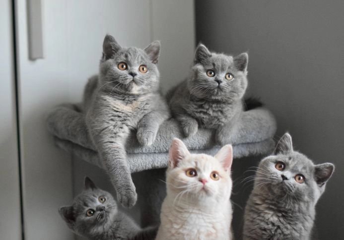 Americas Love Affair with British Shorthairs: A Must-Read Story!