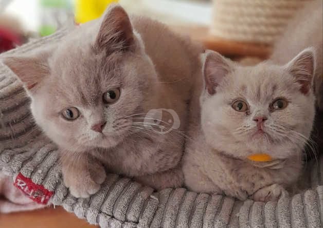 How to Create the Perfect Home for Your British Shorthair