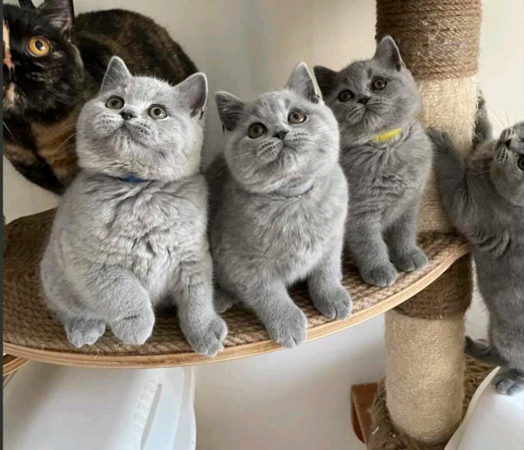British Shorthair Cats: The Ultimate Companions for Cat Lovers!