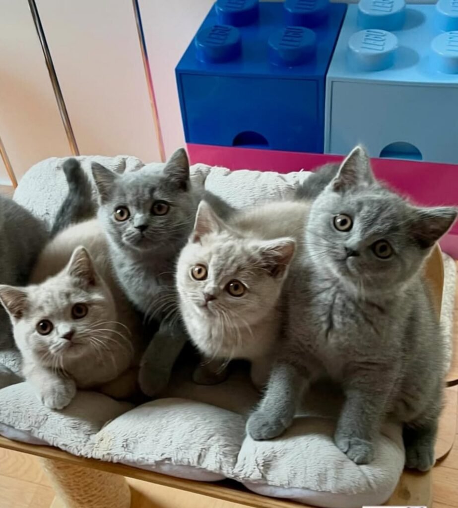 Discover the Charismatic Charm of British Shorthair Cats on Sale!
