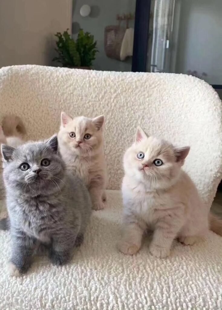 Feline Elegance Alert! British Shorthairs Up for Grabs Today!