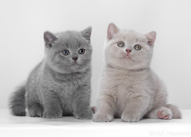 Unbelievable Deals on British Shorthair Kittens Just a Click Away!