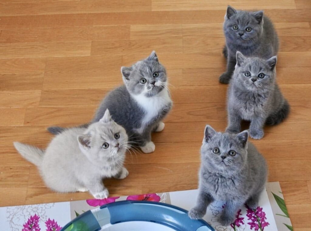 The Cost of Owning a Blue British Shorthair in the U.S.