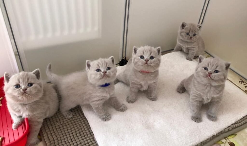 Adopt Rare Lilac British Shorthair: America’s Most Sought-After Kitten!