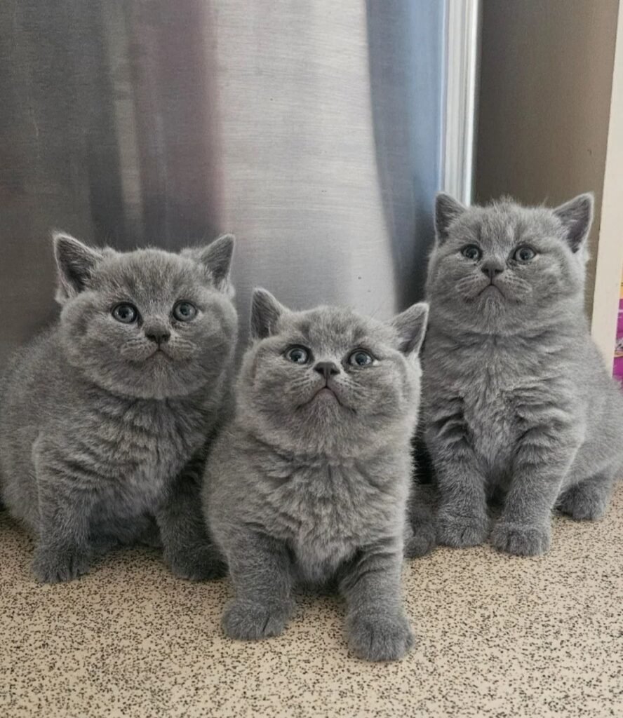 Where to Buy a British Shorthair Kitten in Singapore: A Guide