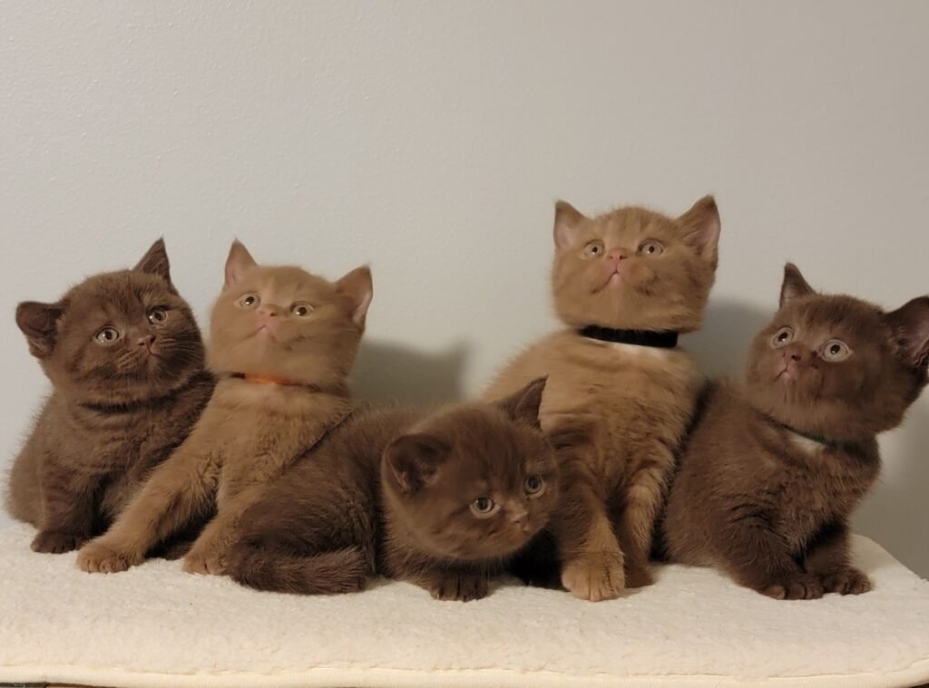 10 Fun Facts About Brown British Shorthair Kittens You Need to Know