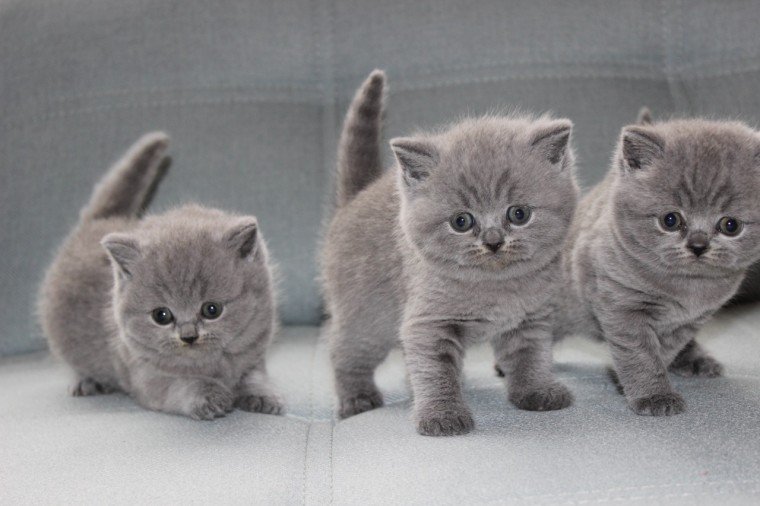 Lilac British Shorthair Kittens: The Ultimate Feline Companions Await!